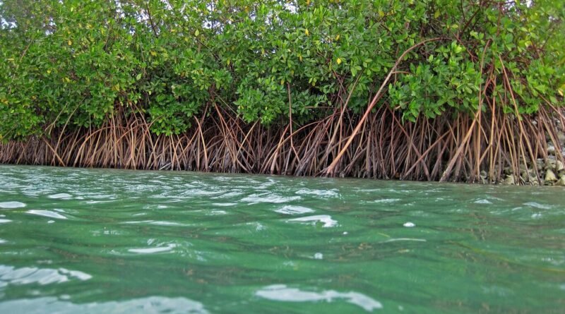 Desmatamento de árvores em águas salgadas revela sedimentos retidos por séculos em países inteiros