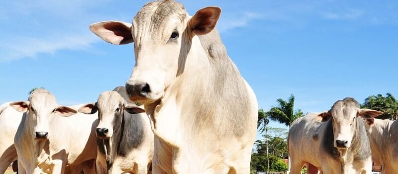 Dia de Campo discute estratégias para recuperação de pastagens degradadas na pecuária