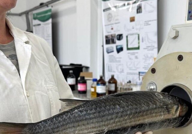 Estudo revela que peixes possuem 'impressão digital' que indica sua origem