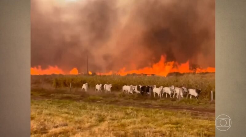 Gado escapa de incêndio que atinge fazendas em áreas rurais de três estados