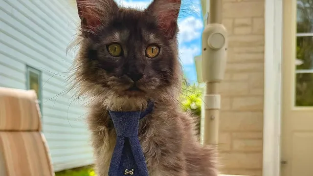 Gato Maine Coon com 29 dedos é reconhecido pelo Guinness como detentor de recorde mundial