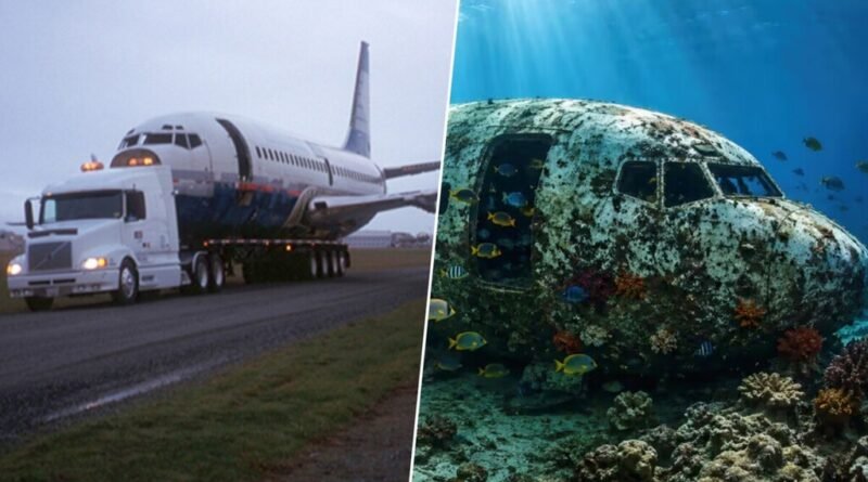 Grupo ambientalista transforma Boeing 737 afundado em recife de coral em 2006