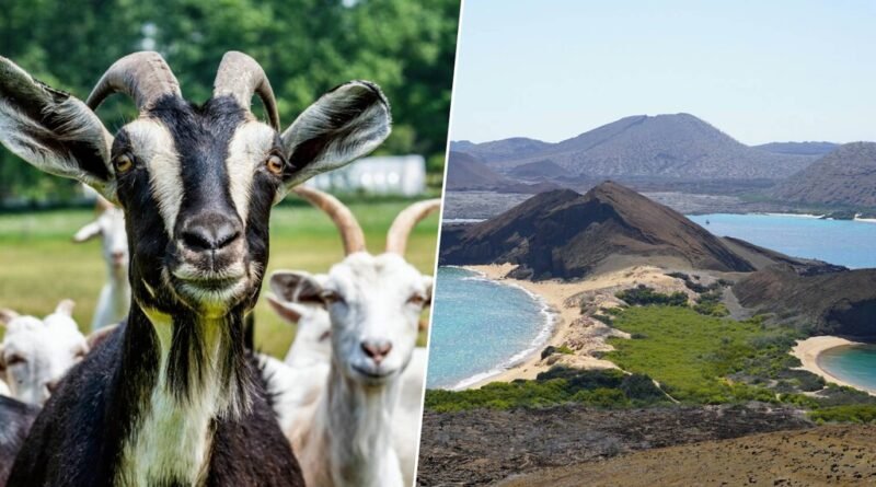 Ilhas Galápagos enfrentam invasão de 140 mil cabras e adotam solução inusitada com envio de mais 700 animais