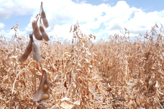 Impactos do super El Niño na América Latina, a principal região exportadora de alimentos do mundo