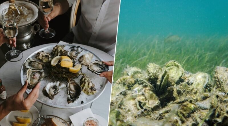 Iniciativa de reciclagem de conchas de ostras na Flórida já restaura 97 recifes desde 2007