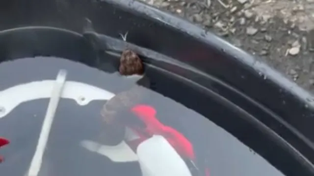 Jovem enfrenta situação inusitada ao encontrar cobra venenosa dentro do capacete por quase uma hora