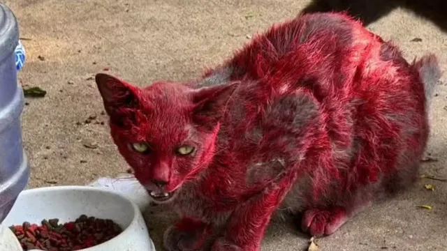 Mistério da gata vermelha gera alerta na cidade e pede que não a ajudem