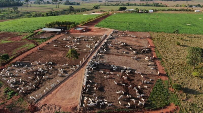 Pneumonia bovina impacta ganho de peso e gera perdas no confinamento; medidas de prevenção são essenciais