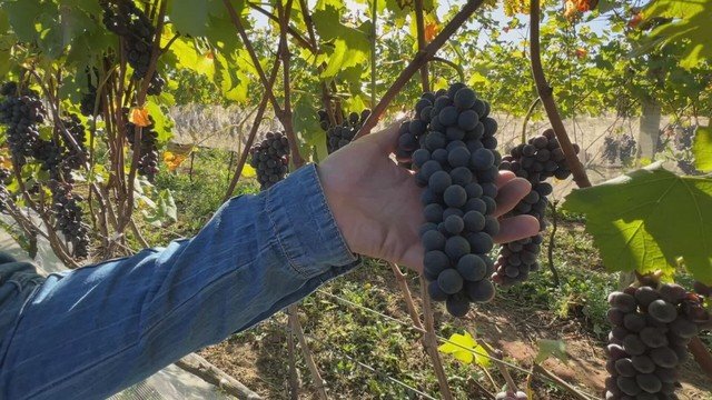 Produção de variedade de uva italiana tem início em São Roque