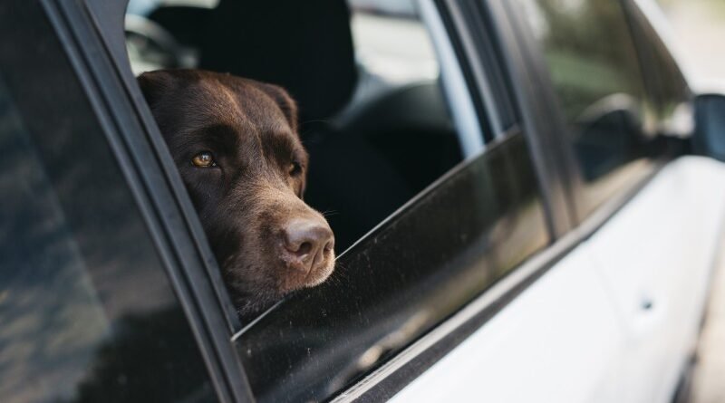 Projeto que prevê suspensão de CNH para abandono de animais em rodovias é enviado ao Senado