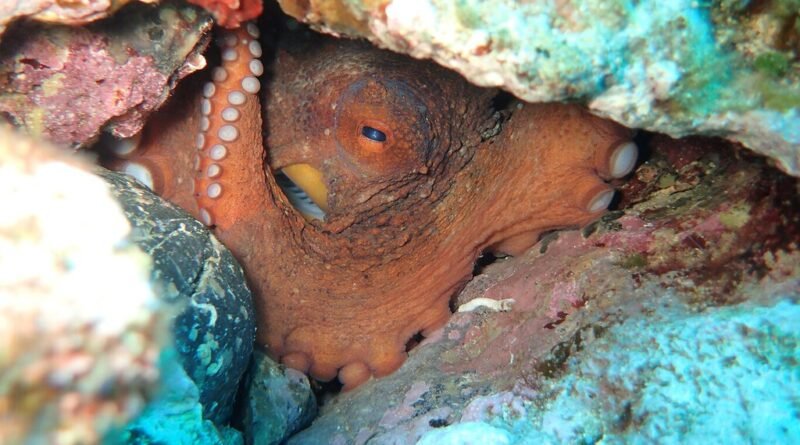 Reino Unido enfrenta invasão histórica com captura de polpos superando total da frota galega em dois anos