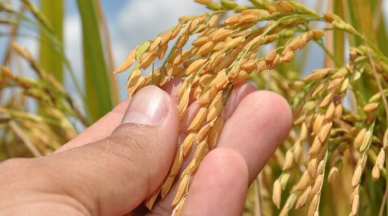 Super El Niño pode aumentar a inflação dos alimentos em 2027, com feijão e arroz à frente das altas