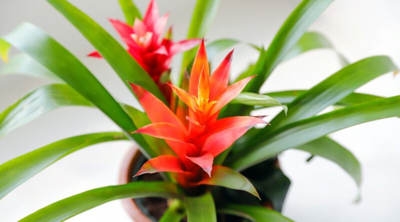 Três plantas que atraem escorpiões e podem prejudicar sua casa