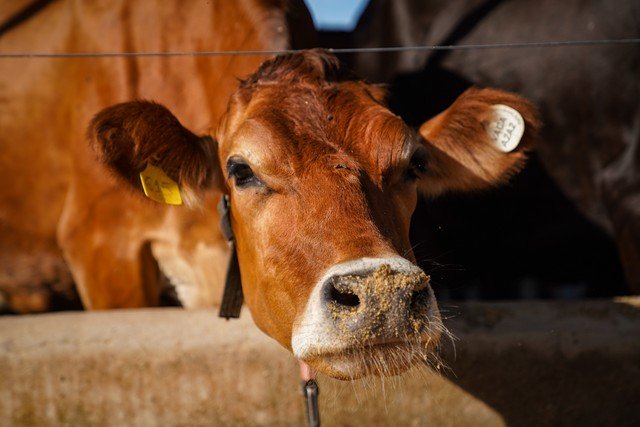 Vacas leiteiras entram em período de descanso e ficam dois meses sem produzir leite