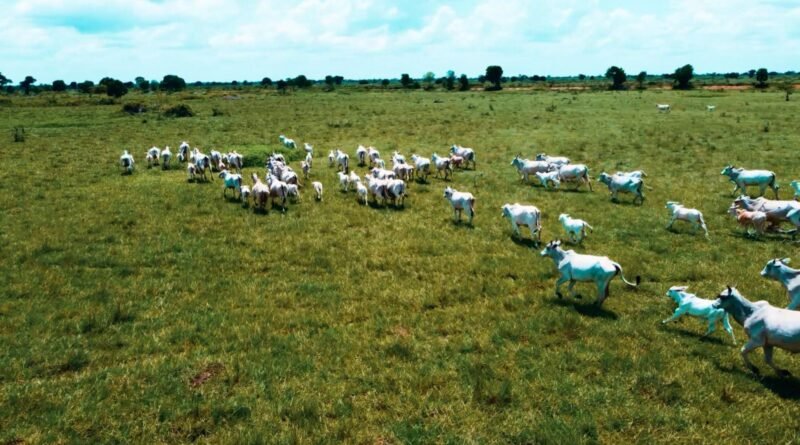 Vacas, novilhas ou machos: qual categoria demanda mais cuidados durante a estiagem