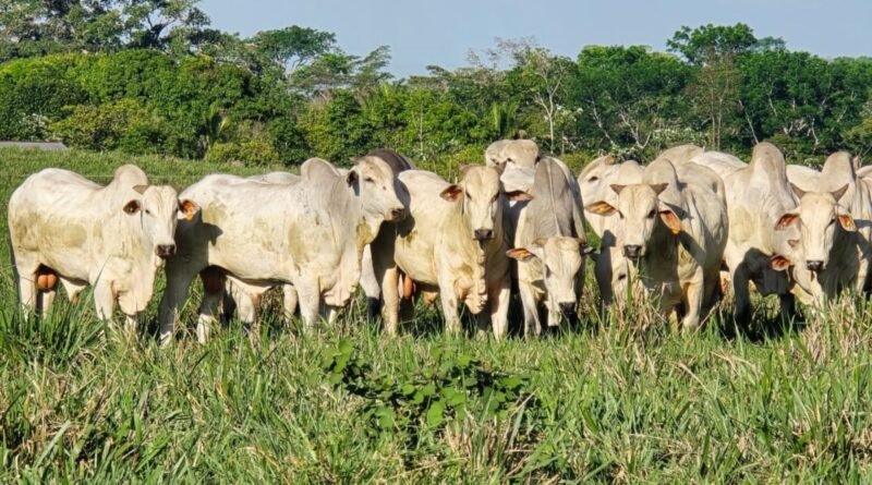 Veterinário orienta sobre cuidados essenciais para preparar gado em estação de monta