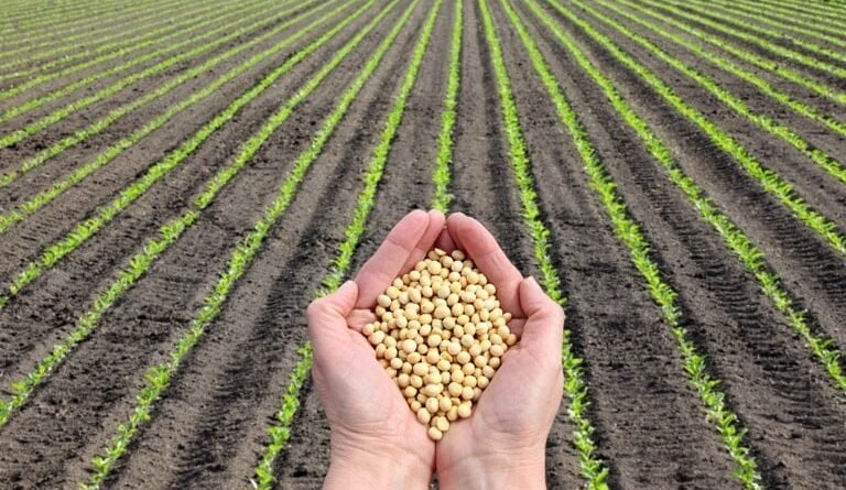 Abertura Nacional do Plantio da Soja 26/27 acontece em uma semana; saiba como acompanhar o evento