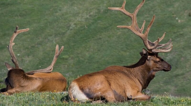 Após 30 anos, população de alces soltos em minas de carvão aumenta nove vezes e atinge 13 mil animais