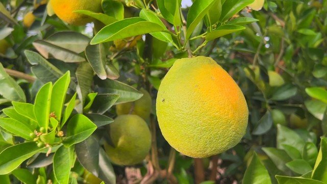 Aumento da safra de laranja no interior de SP pressiona preços devido à queda no consumo de suco