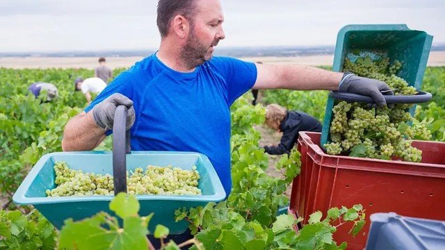 Calor Extremo na França Eleva Teor Alcoólico do Champanhe e Aumenta sua Potência
