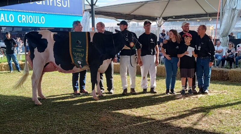 Campeãs do julgamento morfológico da raça holandesa são reveladas na Exponter