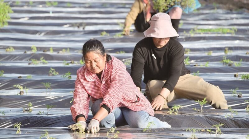China enfrenta desafio de terras devastadas por minas de carvão ao implementar cultivo e estufas na região