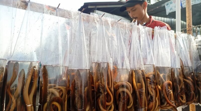 China se torna líder global na produção de enguias e transforma o peixe mais caro do mundo em um império econômico