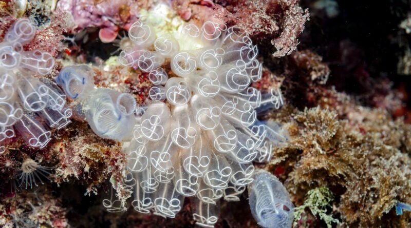 Cientistas de Stanford encontram composto de iguaria marinha que reverte envelhecimento cerebral