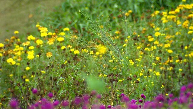 Ervas orgânicas de Vila Velha no ES conquistam prêmios em chás na França