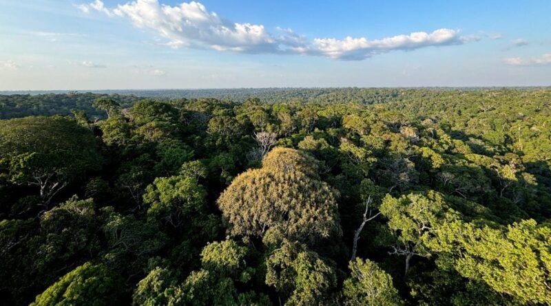 Expedição analisa biodiversidade na região alta da Amazônia