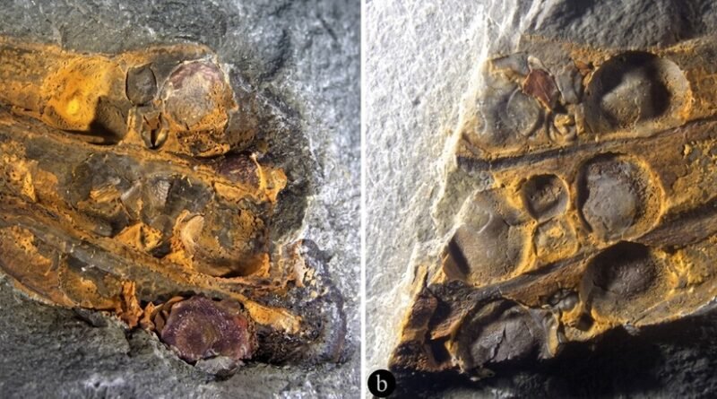 Fóssil de 295 milhões de anos encontrado na China sugere que flores podem ter surgido antes dos dinossauros