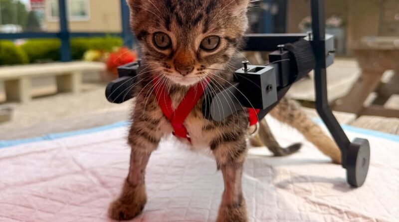 Gatinho de 10 cm recebe cadeira de rodas improvisada e recupera mobilidade para brincar com irmãos felinos