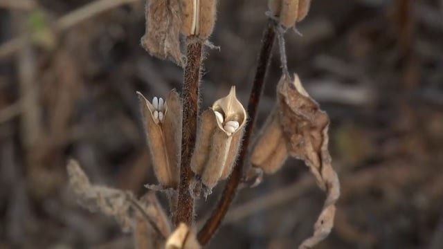 Gergelim se destaca em Mato Grosso e amplia sua presença na segunda safra