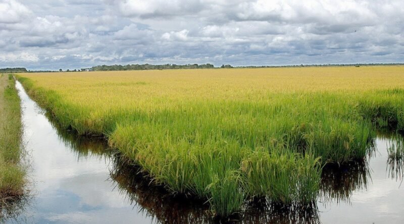 Google lança iniciativa para utilizar 200 mil hectares de arroz no Brasil no combate às mudanças climáticas