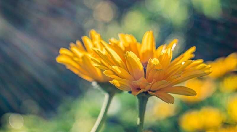 Pesquisa converte bagaço de uva em biofertilizante para flores comestíveis