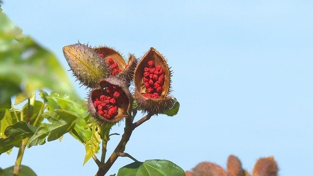 Produtores da Nova Alta Paulista expressam preocupação com baixo lucro na safra de urucum