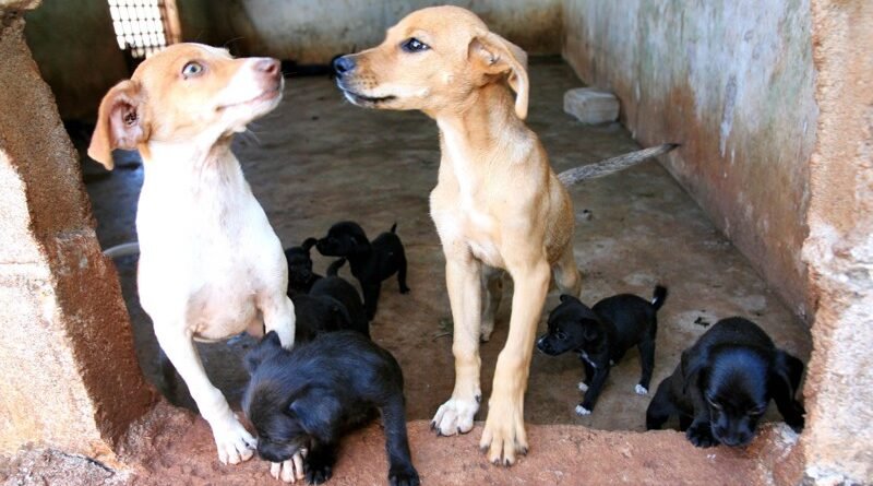 Projeto foca na castração de animais de pessoas em situação de rua