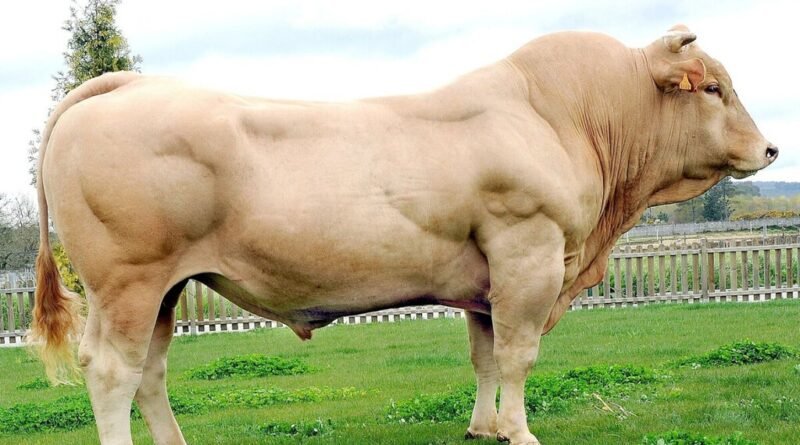 Raça de vacas Rubia Gallega enfrenta risco de extinção por problemas na qualidade do sêmen