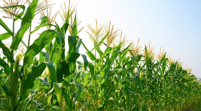 Supermercados devem se preparar para alta de até 9,5% nos preços de café, açúcar e cacau devido ao impacto do El Niño nas lavouras brasileiras