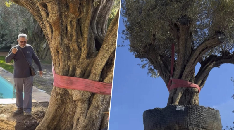 Transporte de oliveira centenária de 500 anos e 6 mil quilos para jardim particular é um feito extraordinário