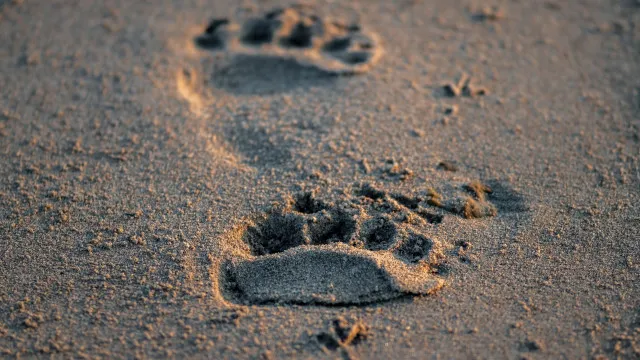 Urso é flagrado entrando em carro nos Estados Unidos em vídeo